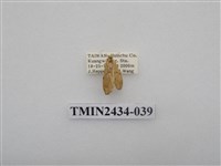 藏品(雙線苔蛾)的圖片